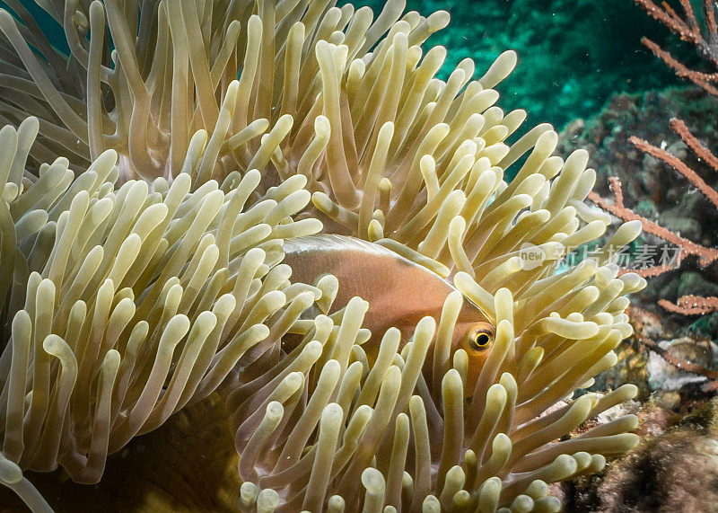 水下近距离的臭鼬海葵鱼(Amphiprion ephippium)小丑鱼在华丽的海葵(Heteractis magnifica)珊瑚